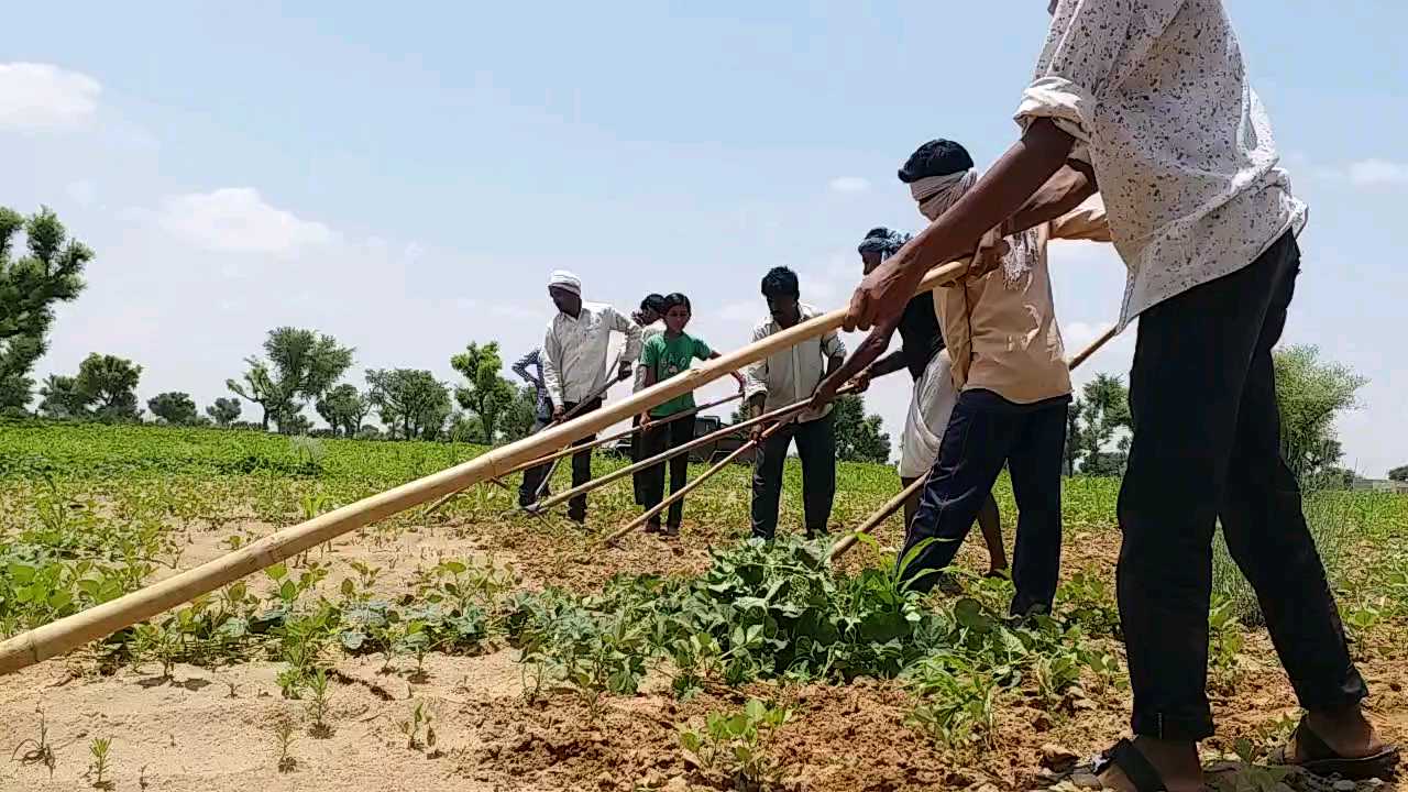 farmers in nagaur, फसल में लटकी समस्या से किसान परेशान