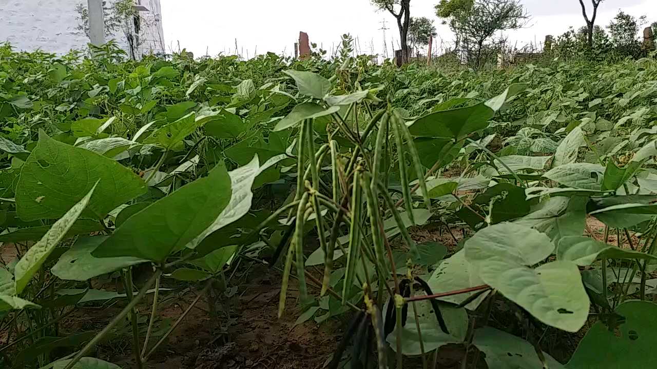 farmers in nagaur, फसल में लट