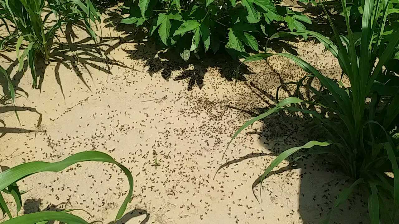 Locust cocoon, Hoppers attack in nagaur, Hoppers in the farm