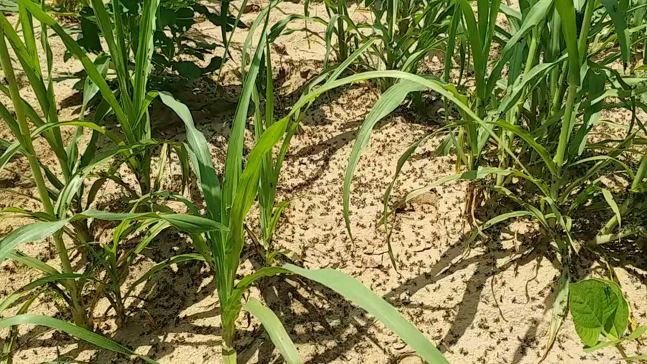 Locust cocoon, Hoppers attack in nagaur, Hoppers in the farm