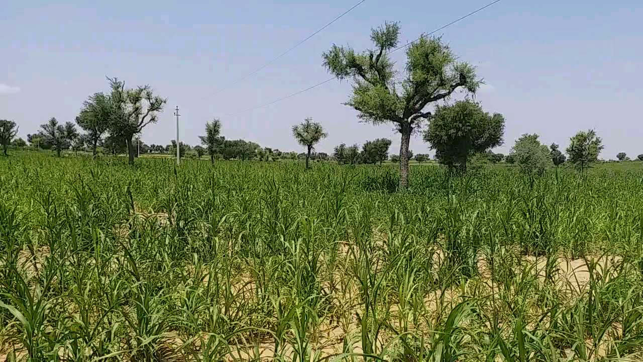 Sowing of Kharif crop in Nagaur,  Monsoon in Rajasthan