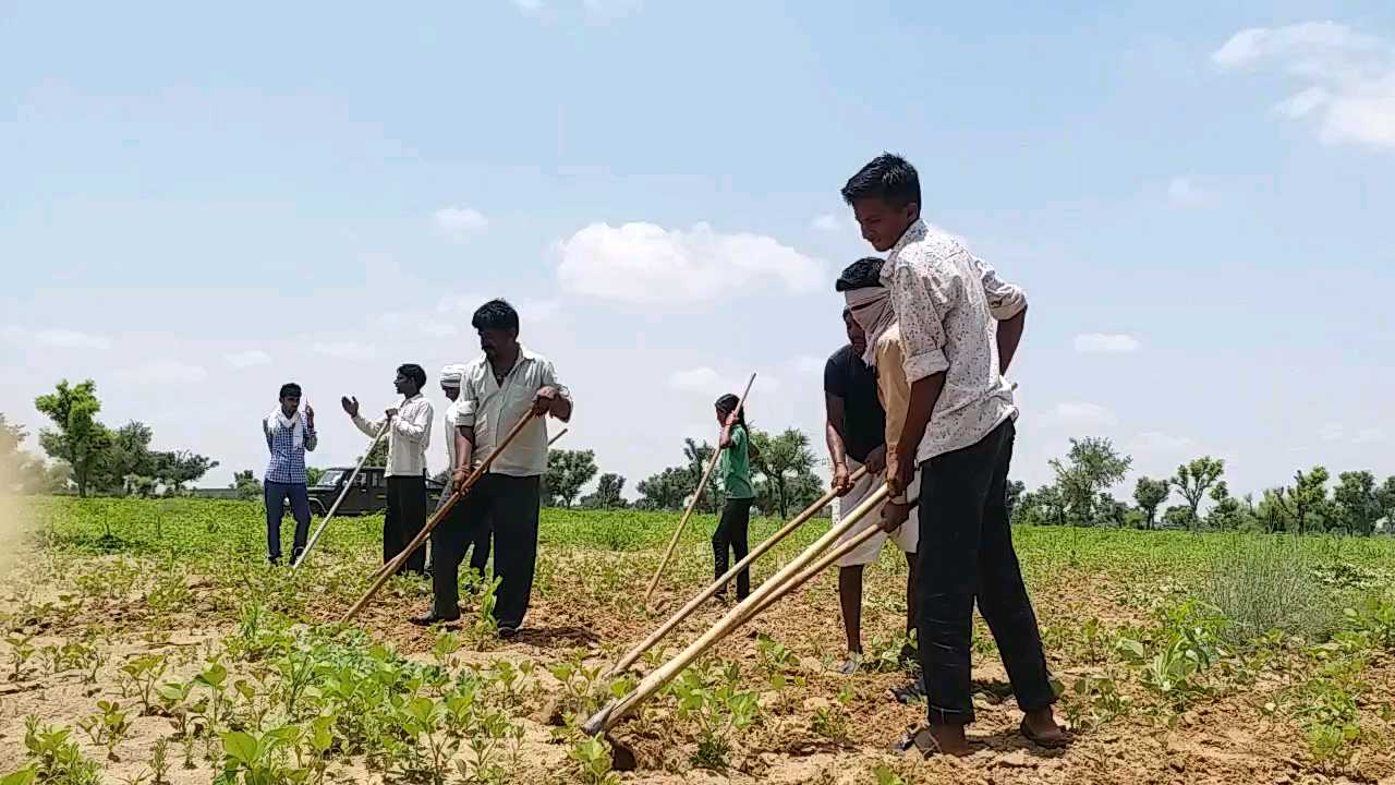 Sowing of Kharif crop in Nagaur,  Monsoon in Rajasthan