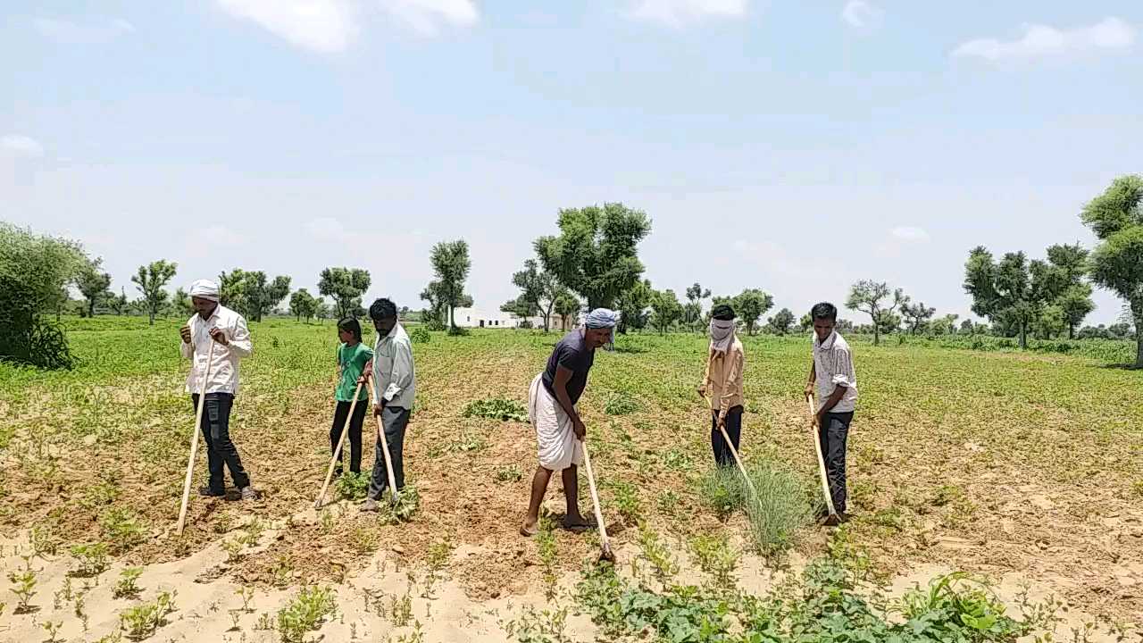 Sowing of Kharif crop in Nagaur,  Monsoon in Rajasthan