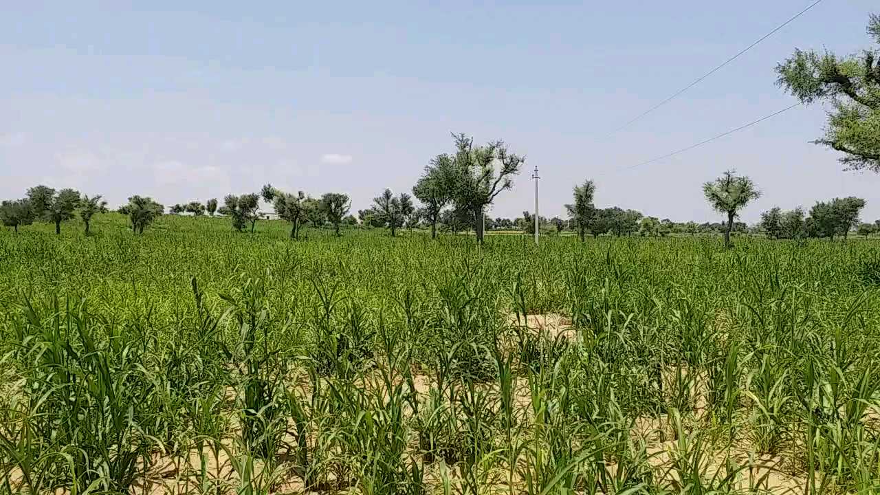 Sowing of Kharif crop in Nagaur,  Monsoon in Rajasthan