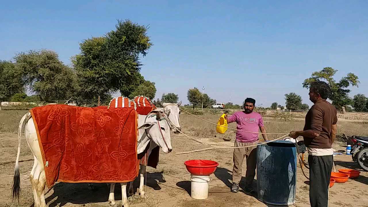 Nagaur Pashu Mela, नागौर समाचार