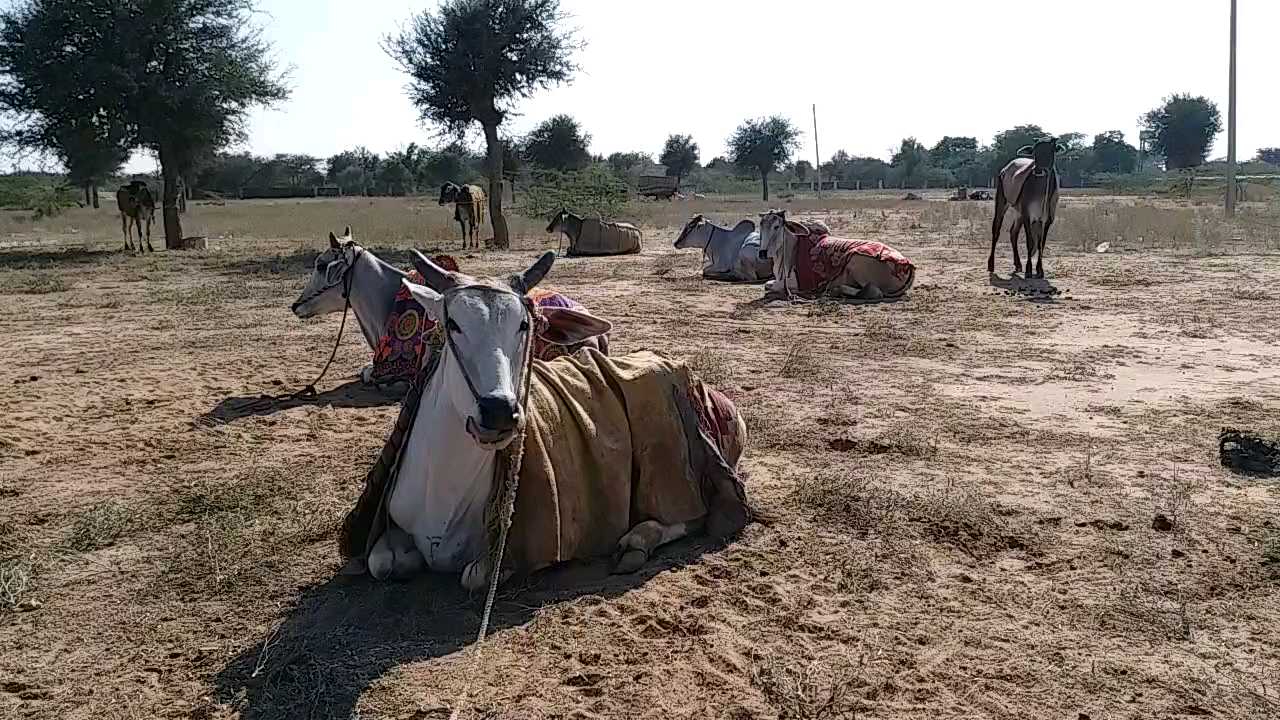 Nagaur Pashu Mela, नागौर समाचार