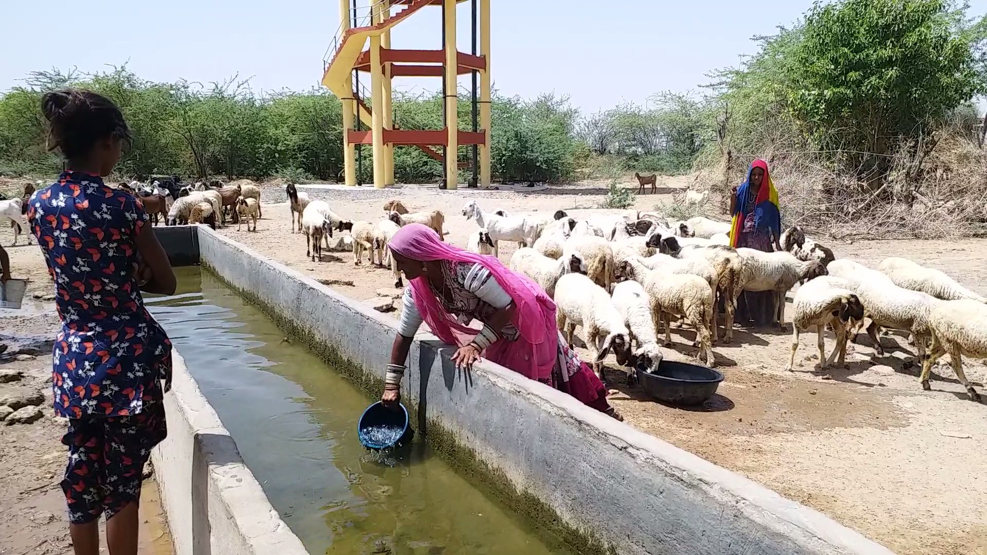 पाली में पेयजल का संकट, Rohat area news,  Drinking water crisis in Pali