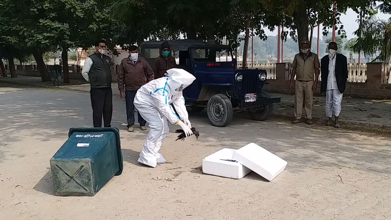 बर्ड फ्लू से प्रशासन अलर्ट, Administration alert from bird flu