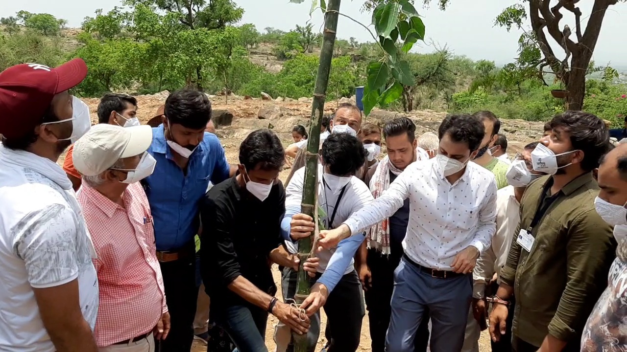 Rajasthan News,  Plantation in Alwar