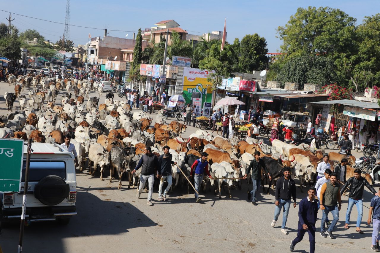 Makar Sankranti festival, बीकानेर की ताजा हिंदी खबरें