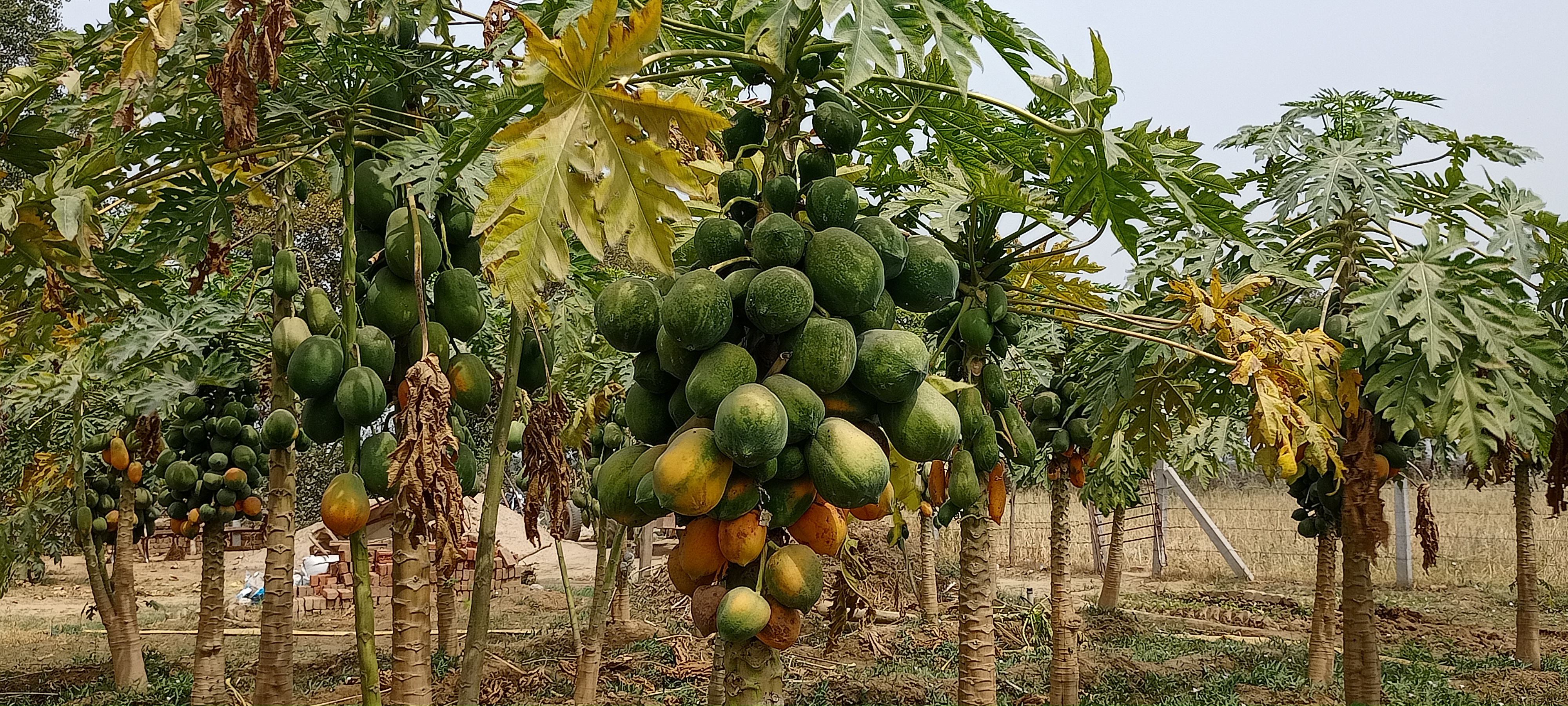 dholpur farmer laxmikant sharma, dholpur farmer news