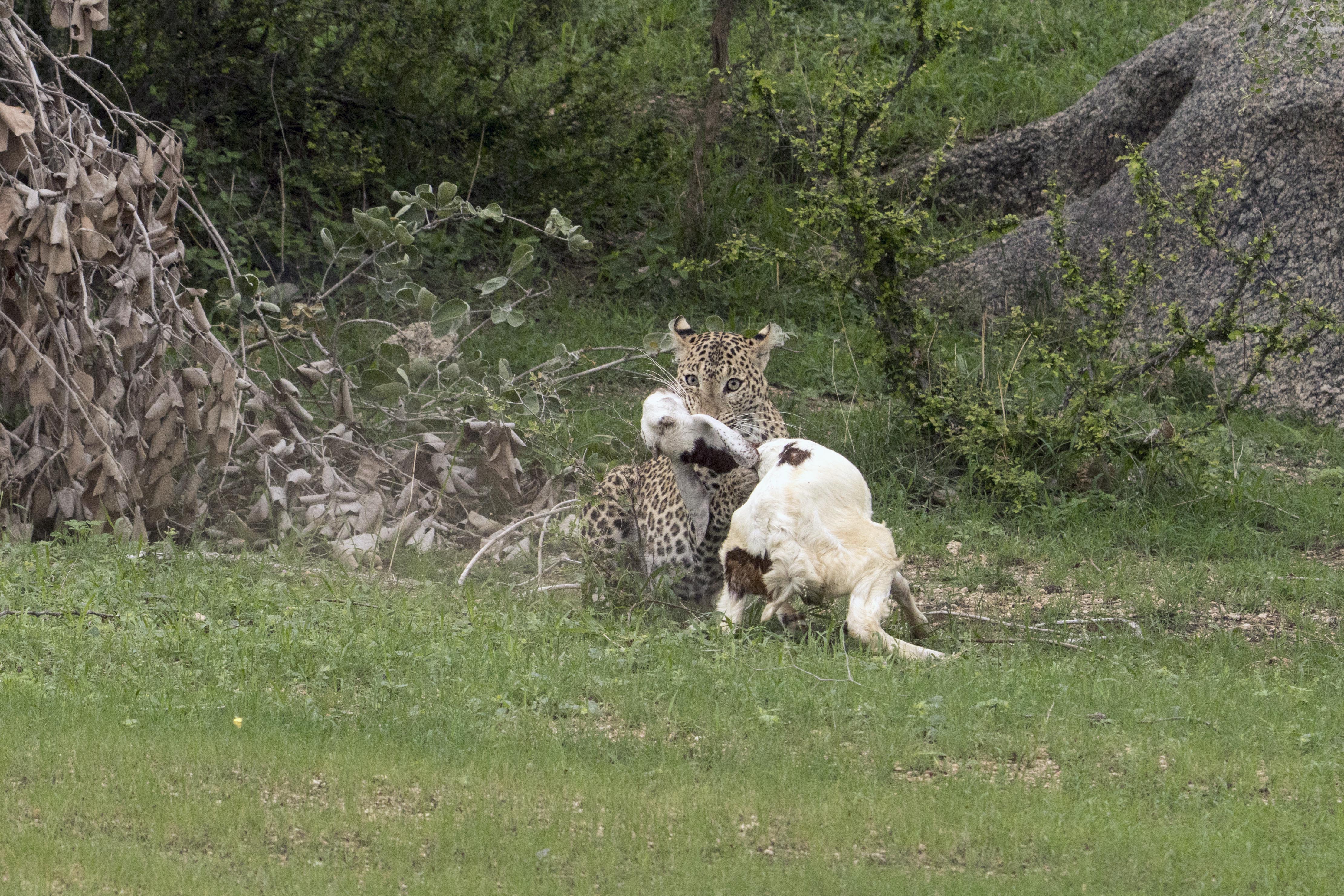 sirohi news, photo of leopard hunt, rare scene