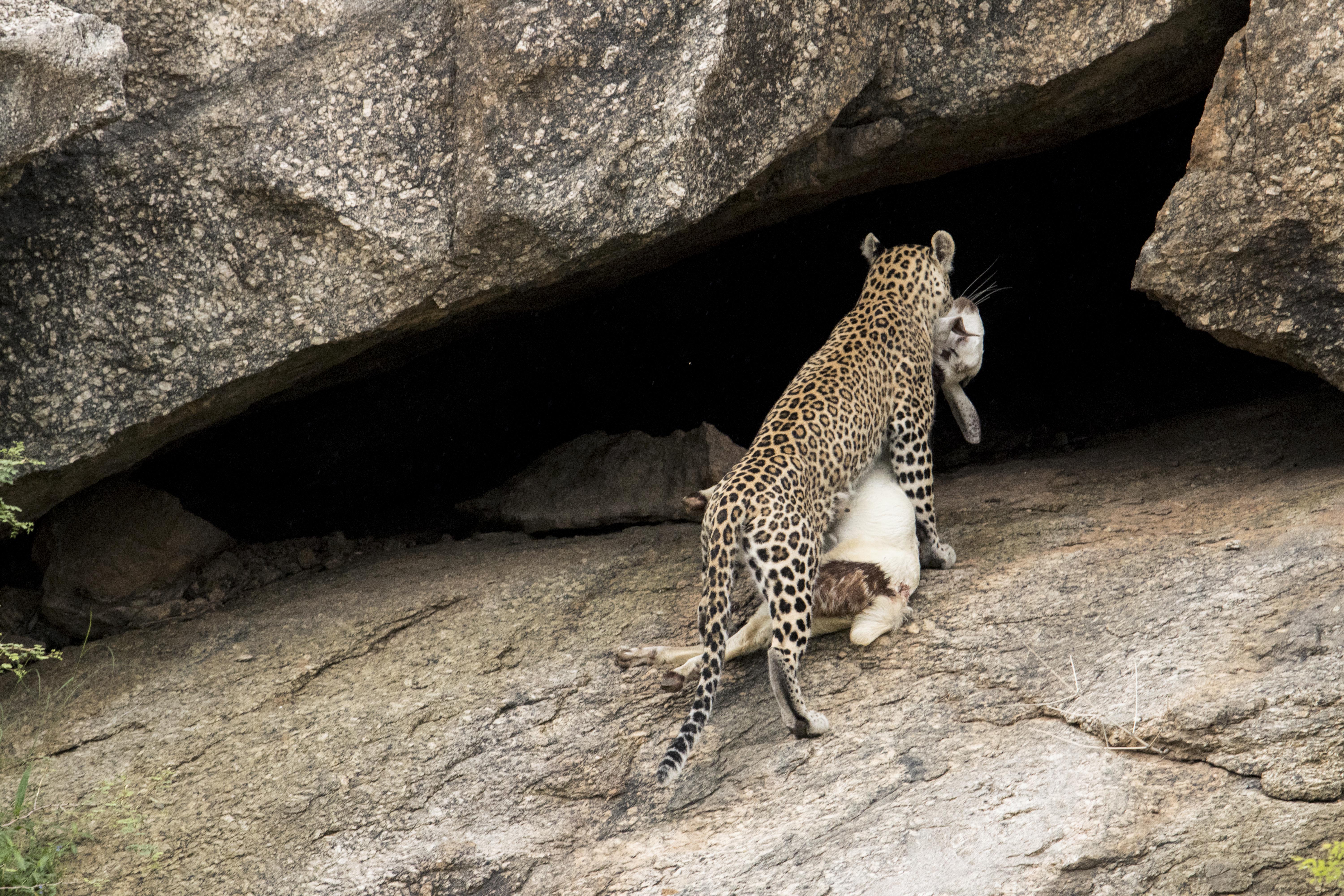 sirohi news, photo of leopard hunt, rare scene