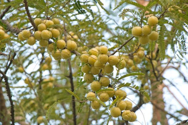 gooseberry and guava in Bharatpur