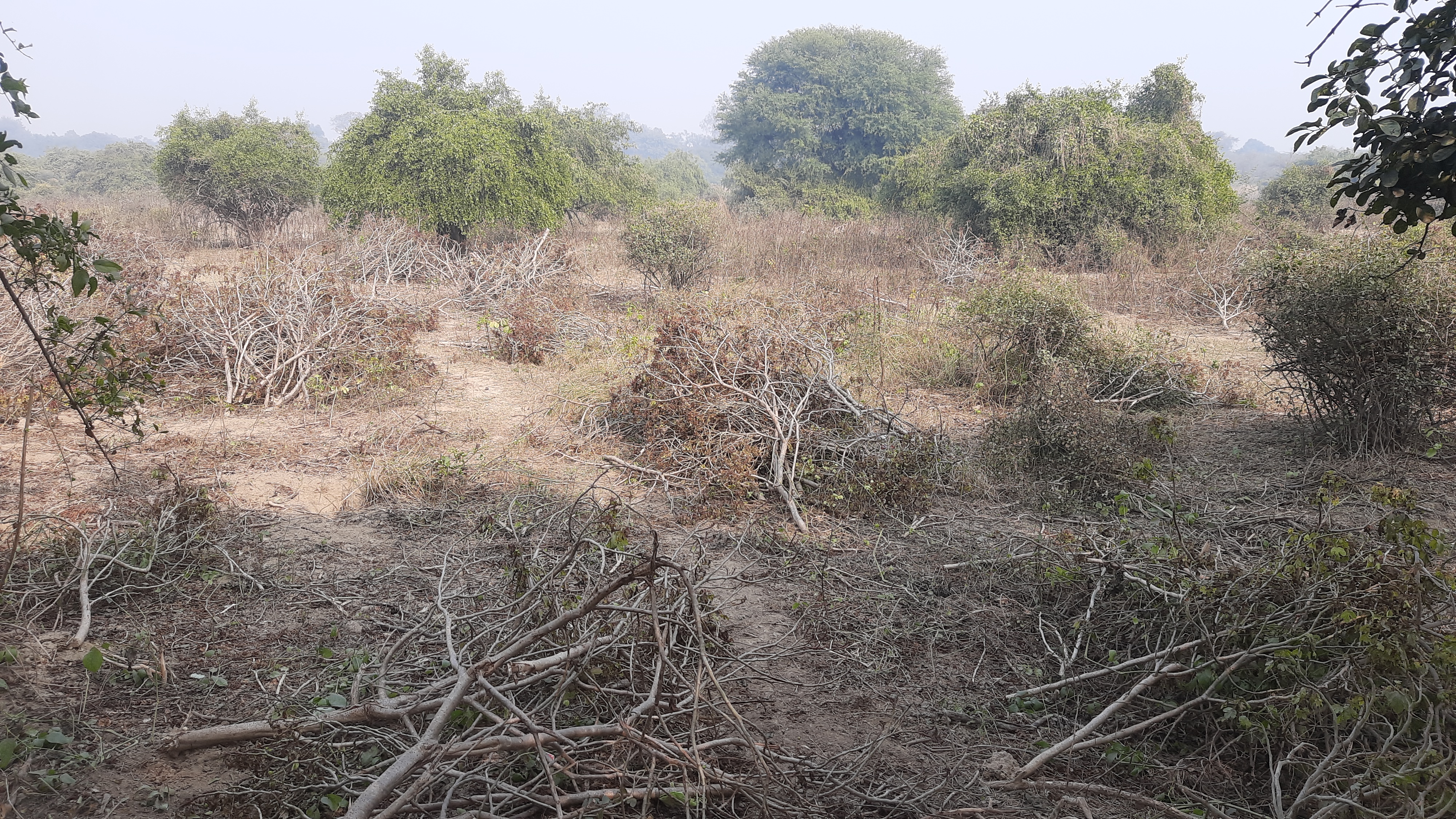 Development work in Ghana Bird Sanctuary