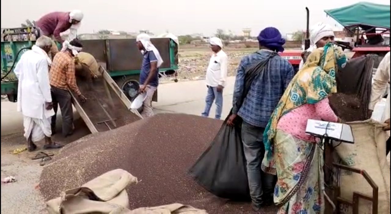 sdFarmers selling Mustard in Mandi