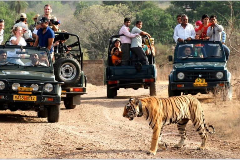 TIGERS GOING MISSING FROM RAJASTHAN FOREST RESERVE AREA14 TIGERS AND 9 CUBS MISSING IN THREE YEARS