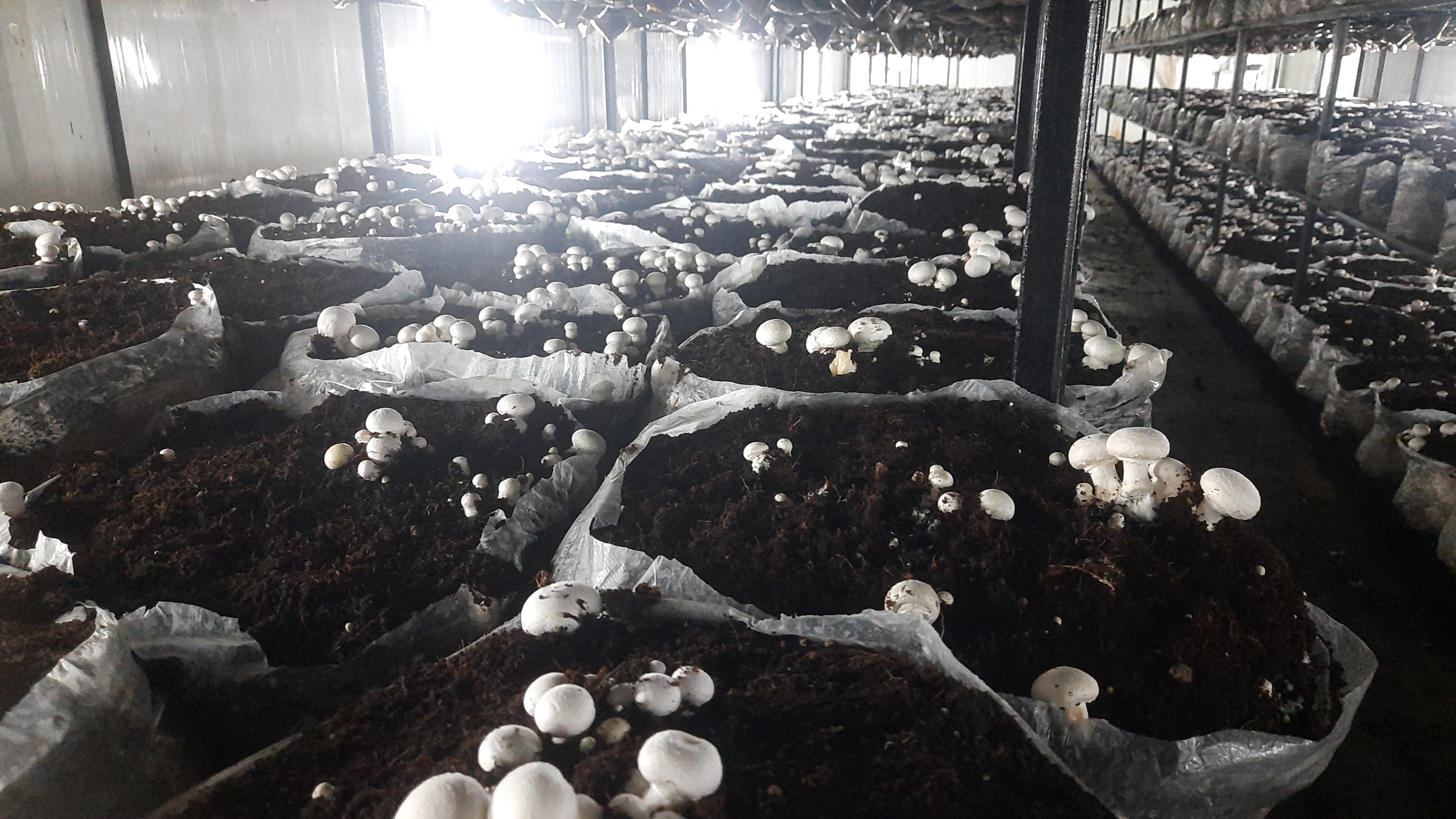 Button Mushroom Farming