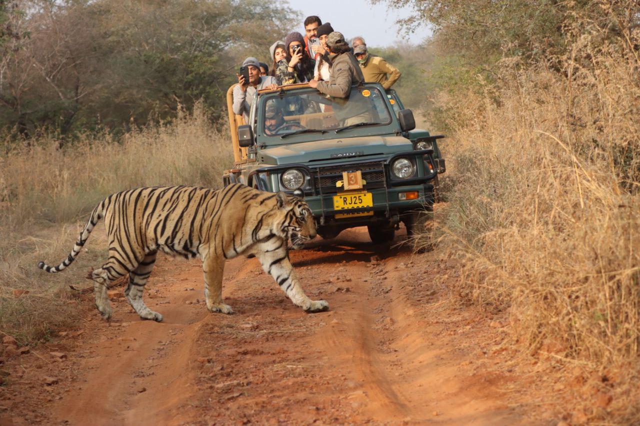 Tiger sighting in Bharatpur