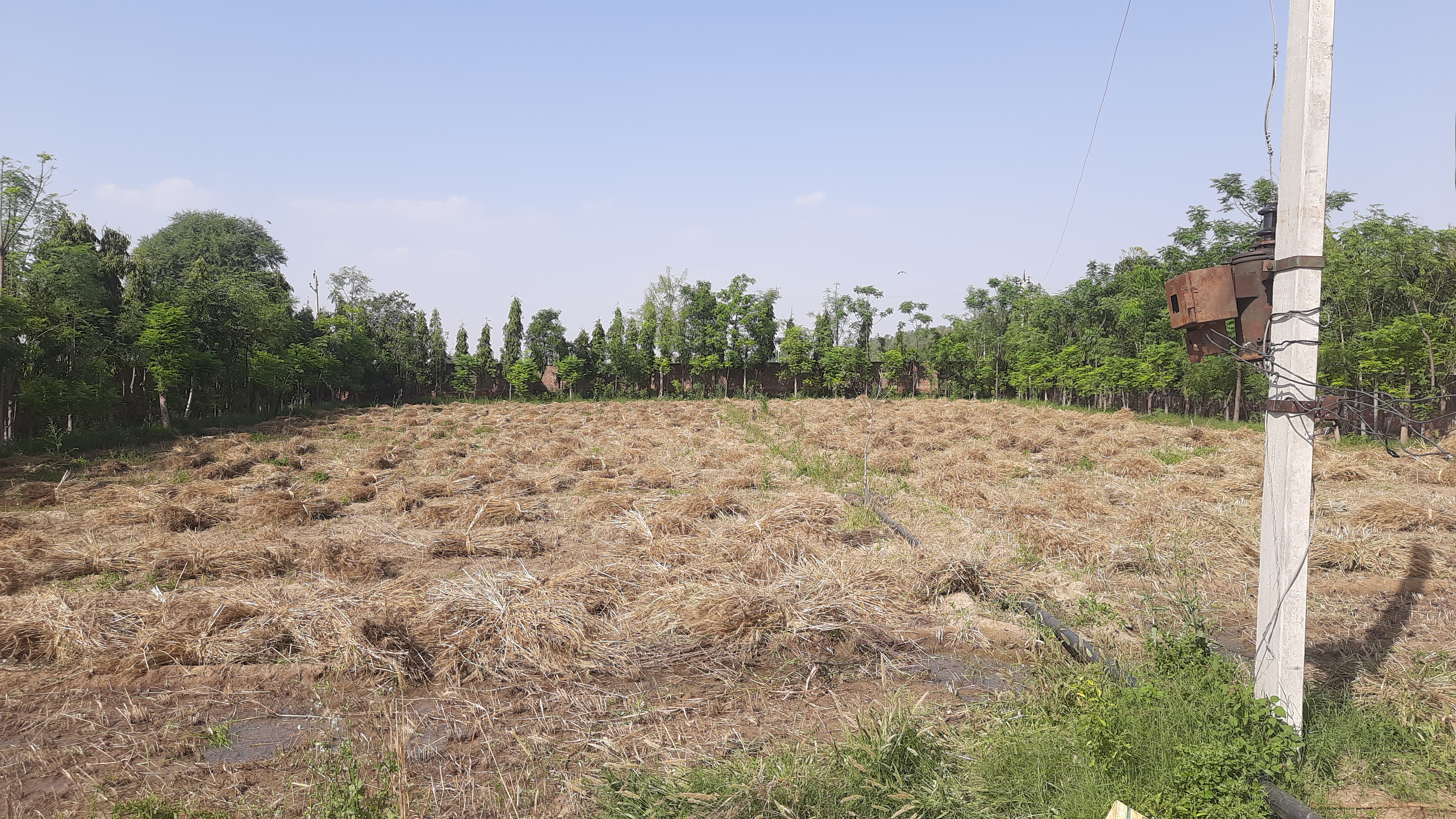 Organic Farming in Rajasthan