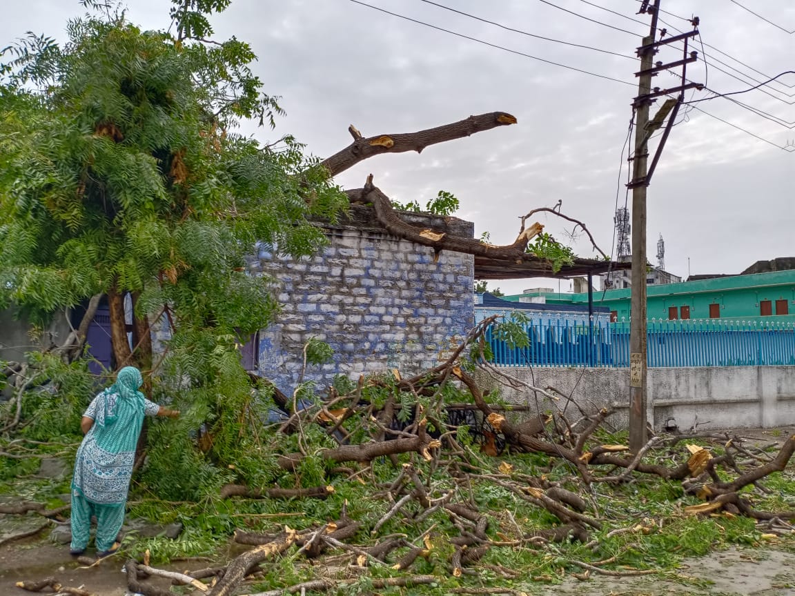 Sirohi news, heavy rains, Trees fell on house