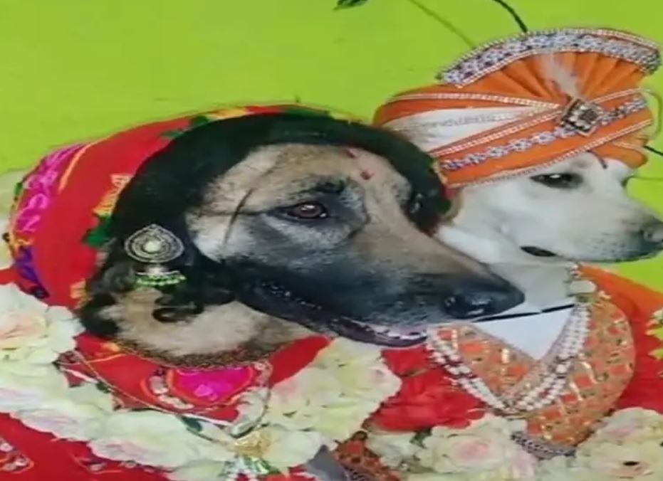 WEDDING OF PET DOG AND BITCH WAS DONE ACCORDING TO HINDU CUSTOMS