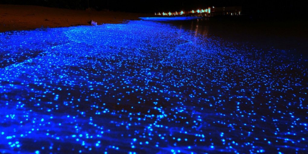 Unknown Facts, Magical Sea Of Stars In Maldives, Vaadhoo Beach, ଚିମମିକ ତାରାରେ ଭରା ସମୁଦ୍ର, ଭାଧୁ ଦ୍ବୀପ, ମାଳଦ୍ବୀପର ସମୁଦ୍ର, ଅଜଣା କଥା, ତାରା ସମୁଦ୍ରର ରହସ୍ୟ