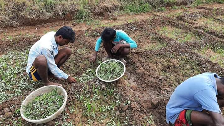 Maharashtra teacher starts 'school farm' to prevent migration