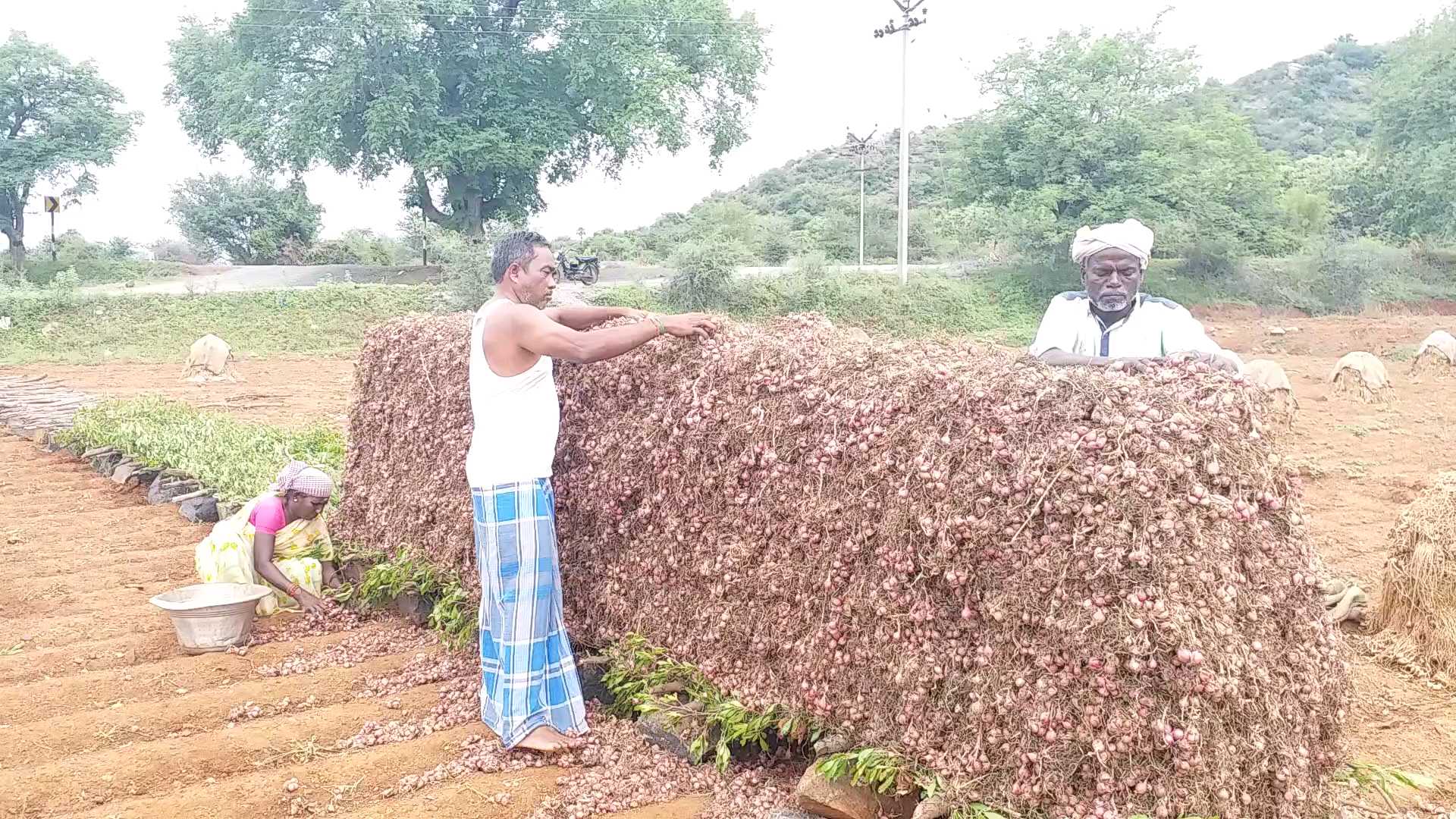 சின்ன வெங்காயம் சேமிப்பு முறை