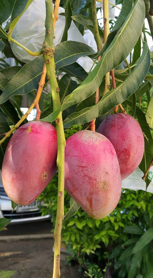 This garden's every 'MANGO' is 'SPECIAL' Mango species of many countries heve been planted in this garden.