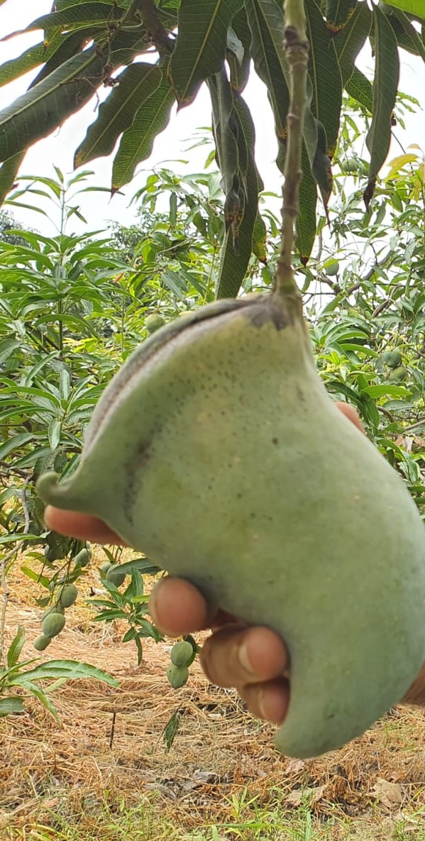 This garden's every 'MANGO' is 'SPECIAL' Mango species of many countries heve been planted in this garden.