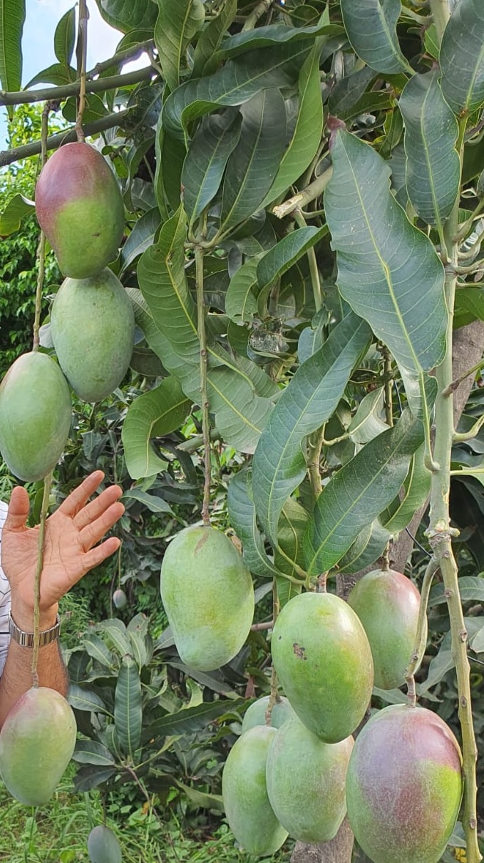 This garden's every 'MANGO' is 'SPECIAL' Mango species of many countries heve been planted in this garden.