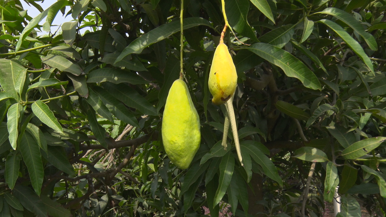 This garden's every 'MANGO' is 'SPECIAL' Mango species of many countries heve been planted in this garden.