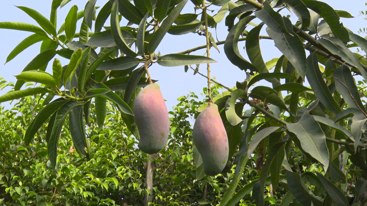 This garden's every 'MANGO' is 'SPECIAL' Mango species of many countries heve been planted in this garden.