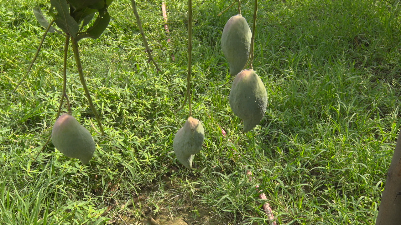 This garden's every 'MANGO' is 'SPECIAL' Mango species of many countries heve been planted in this garden.