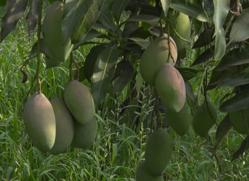 This garden's every 'MANGO' is 'SPECIAL' Mango species of many countries heve been planted in this garden.