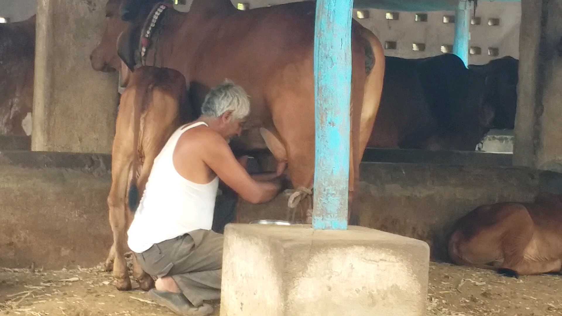 મહાજન ગૌશાળા