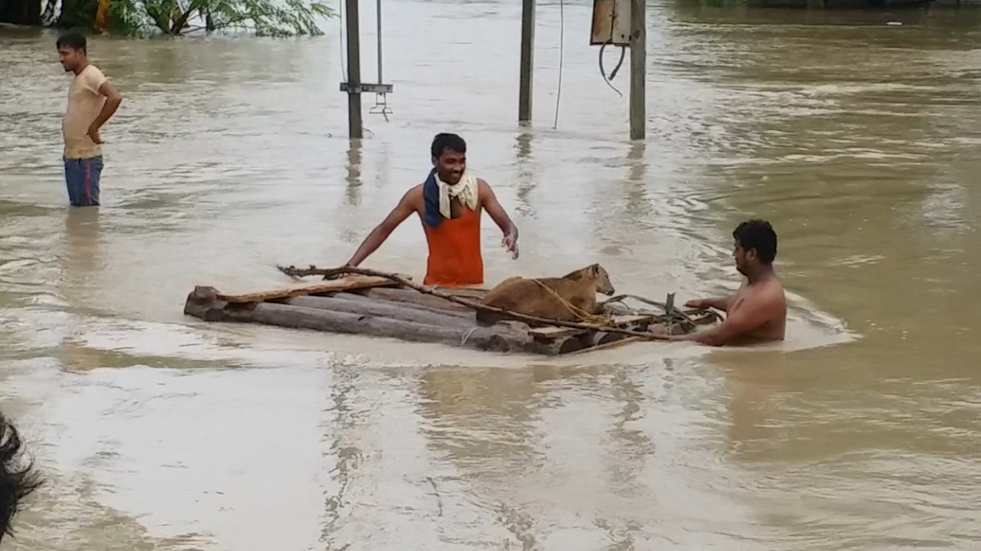 2 young man successful rescue  of 3 deer in Bettiah