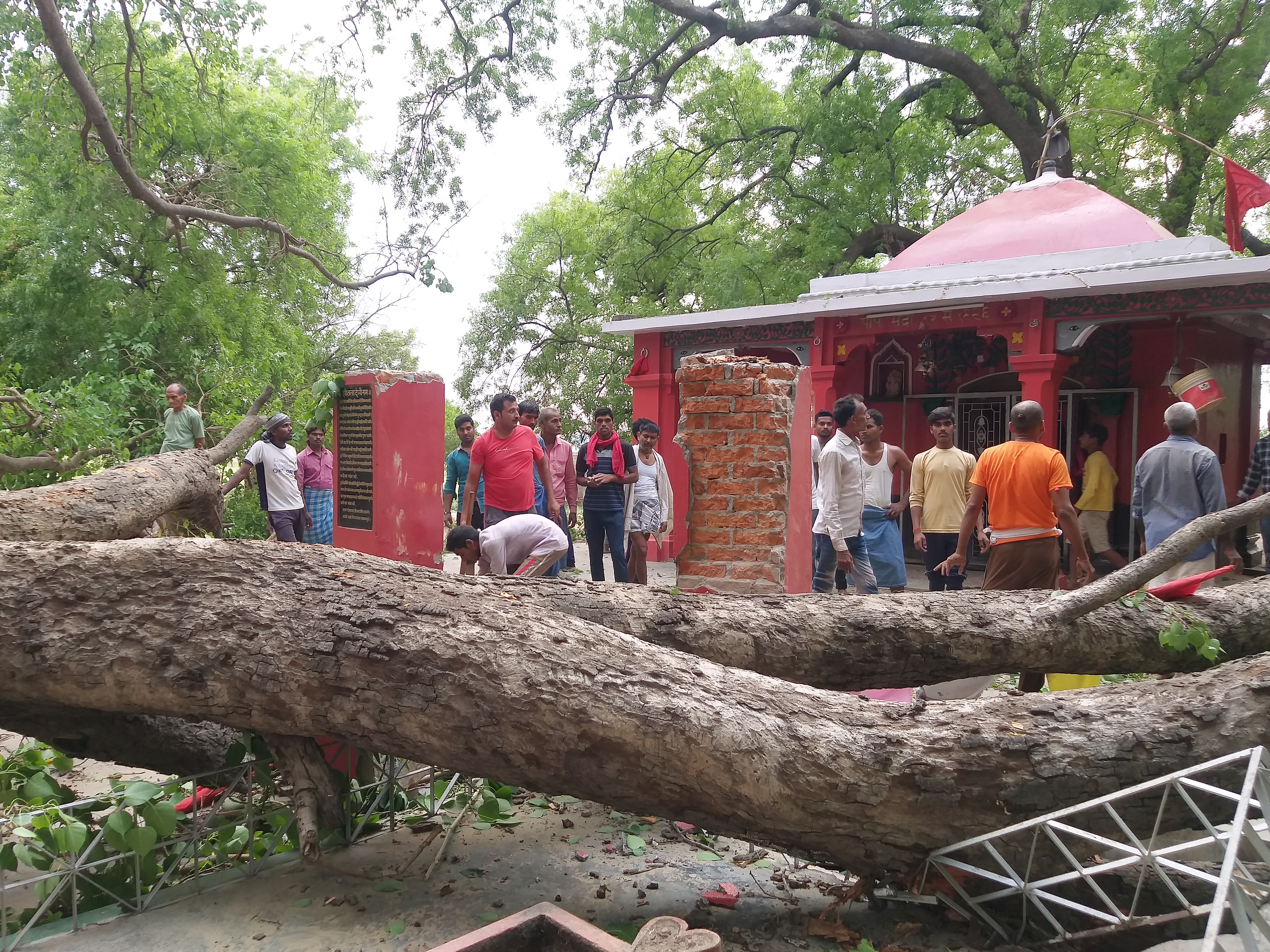 तूफान से हजारों साल पुराना पेड़ गिरा