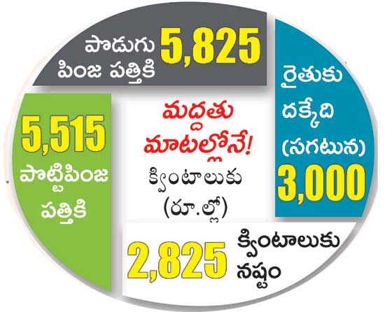 cotton crop loss