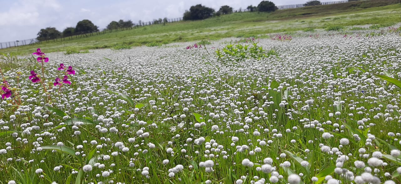 Maharashtra’s valley of flowers kaas plateau