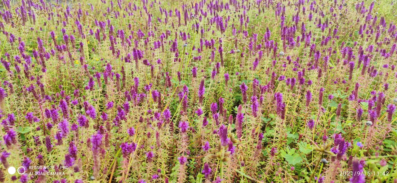 Maharashtra’s valley of flowers kaas plateau