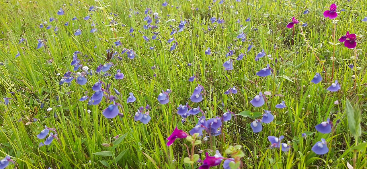 Maharashtra’s valley of flowers kaas plateau