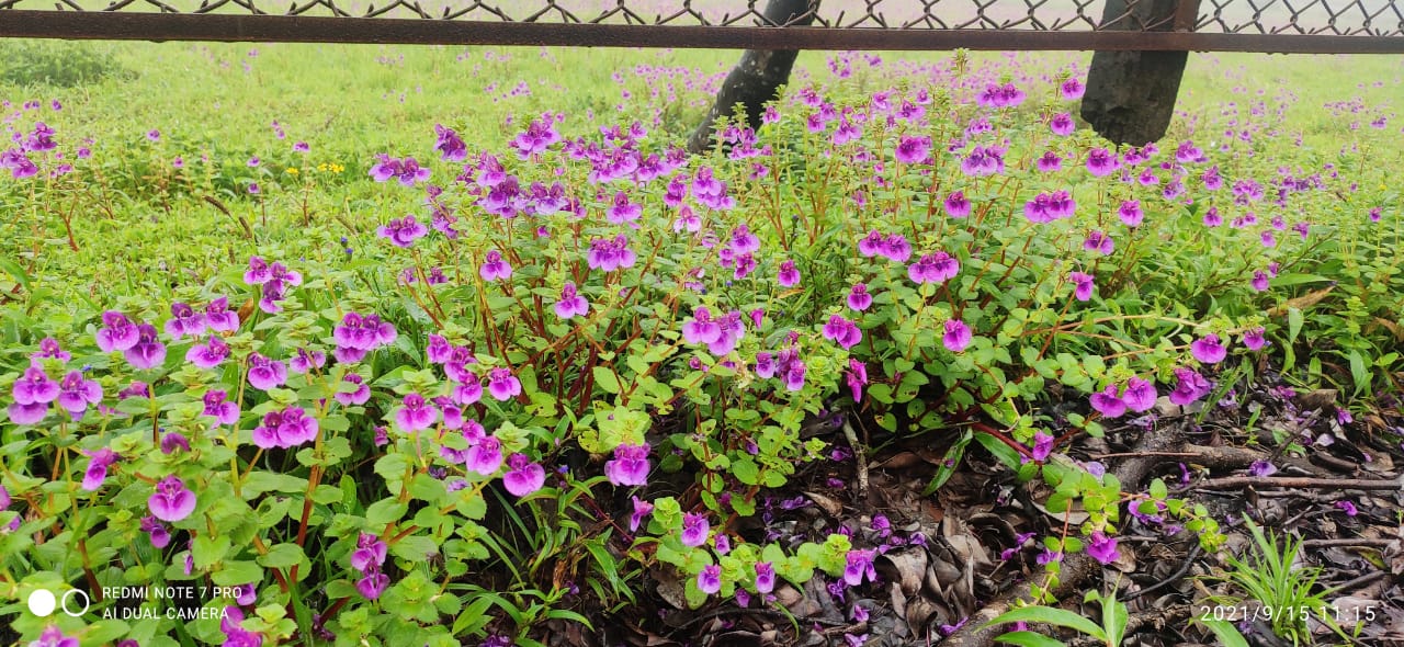 Maharashtra’s valley of flowers kaas plateau