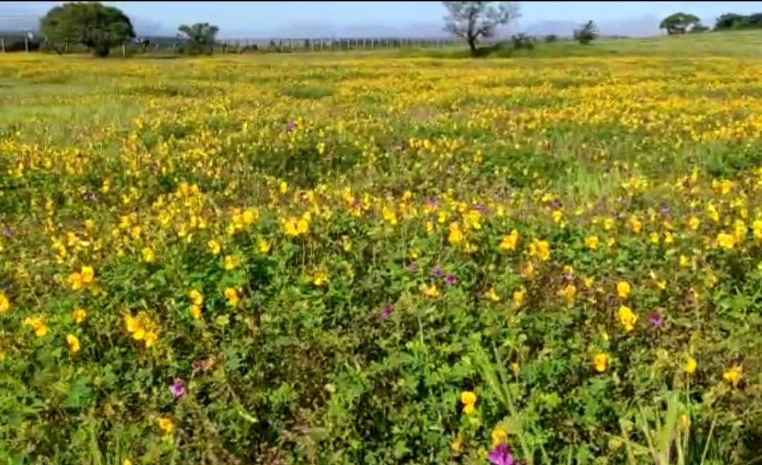 Maharashtra’s valley of flowers kaas plateau