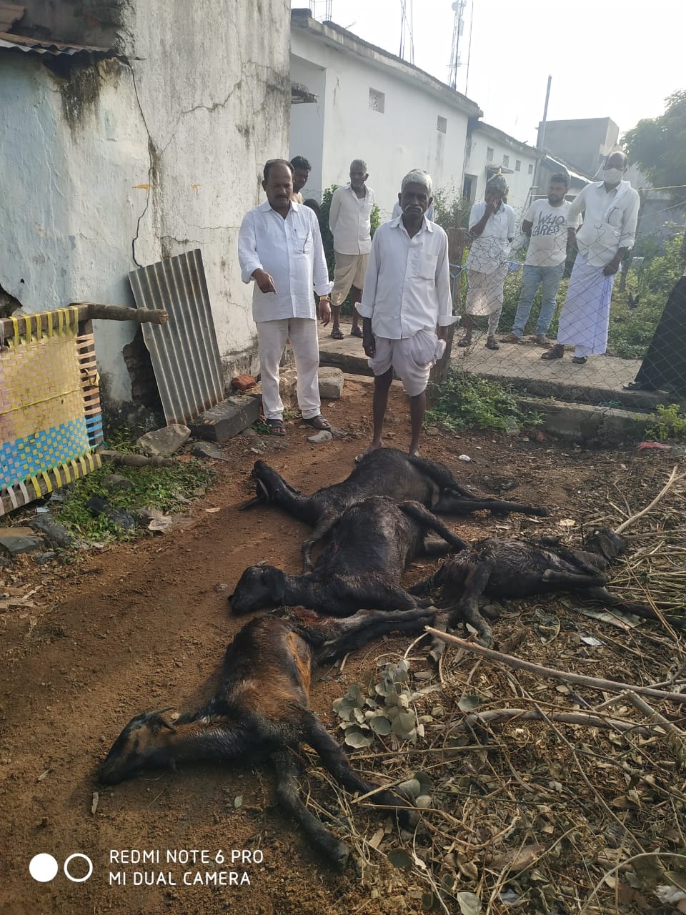 5 goats died in dogs attack in both village