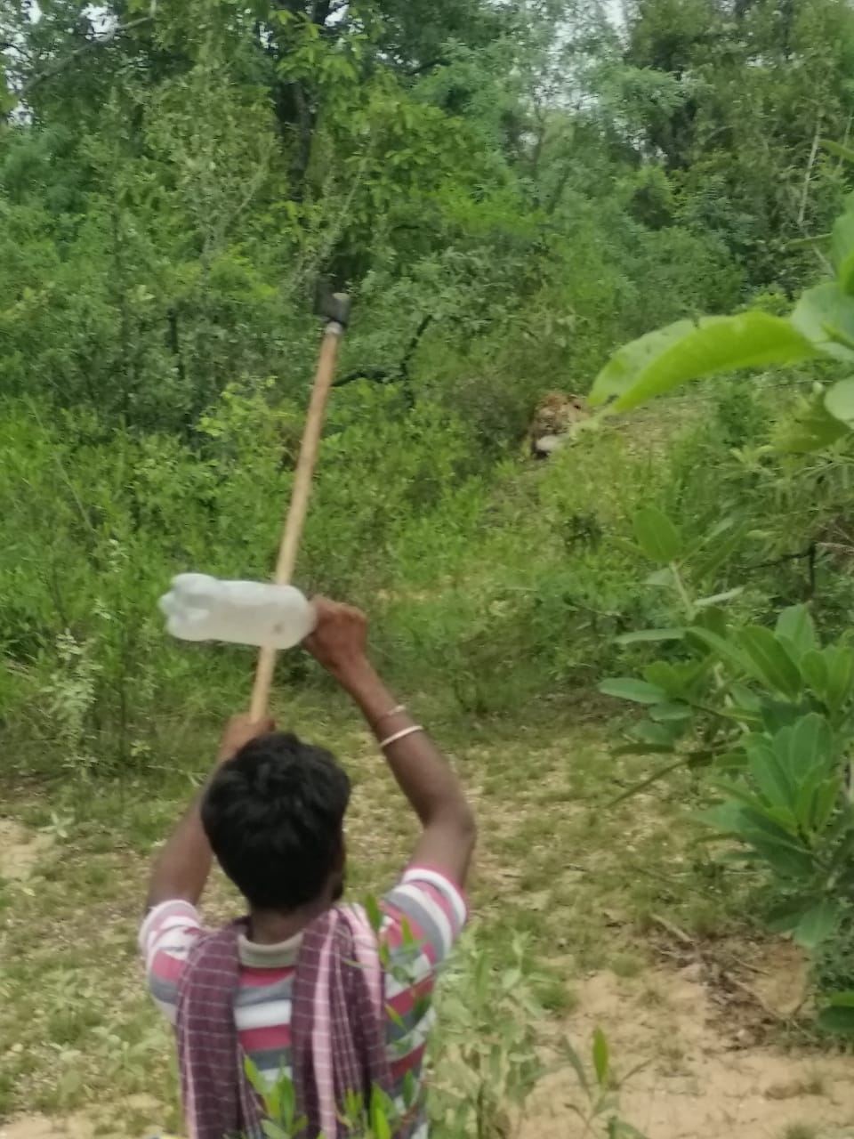 tiger attack on Herd of cattle at sulugupally