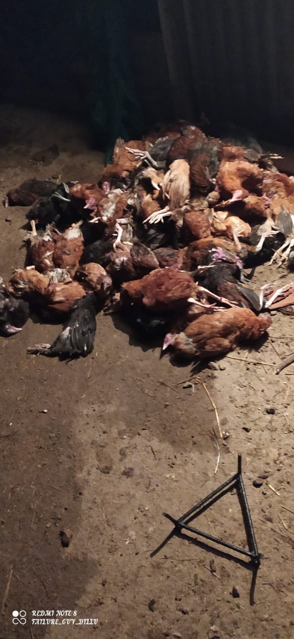 350 hens died on the farm at Kannepalli village, Manchiryala District