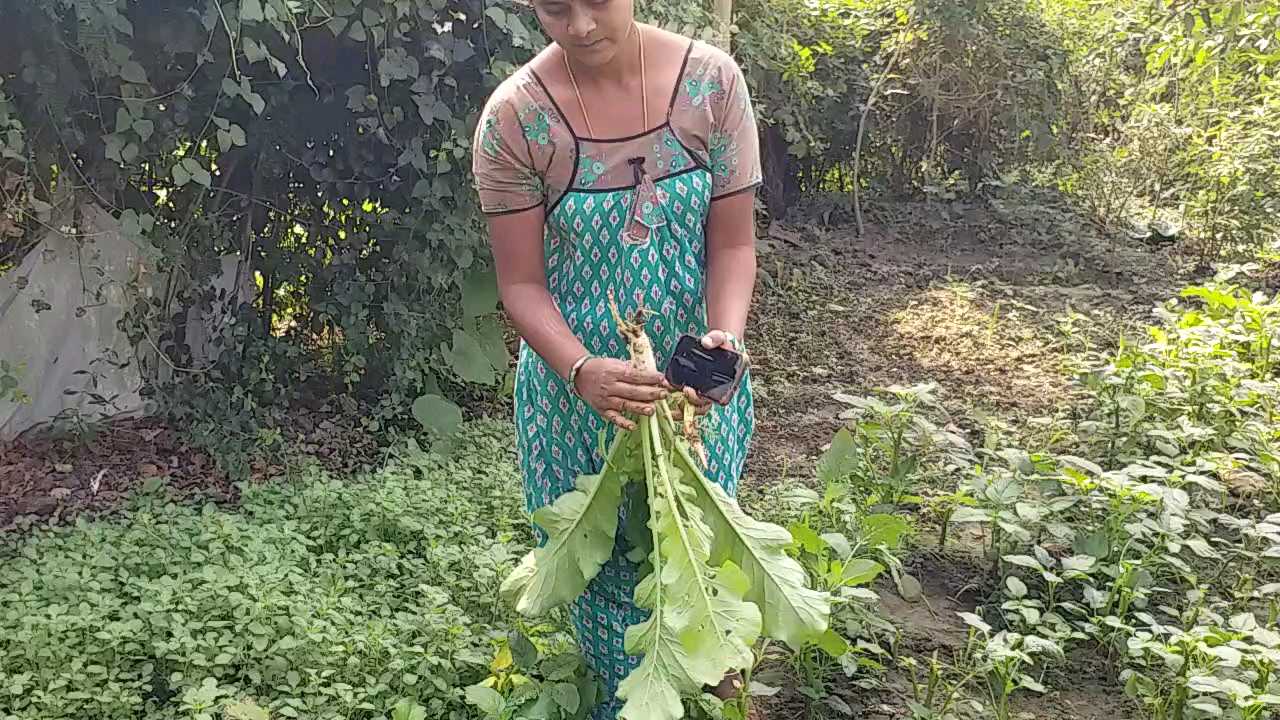 Ramakrishnapur villagers vegetable farming, Organic Farming