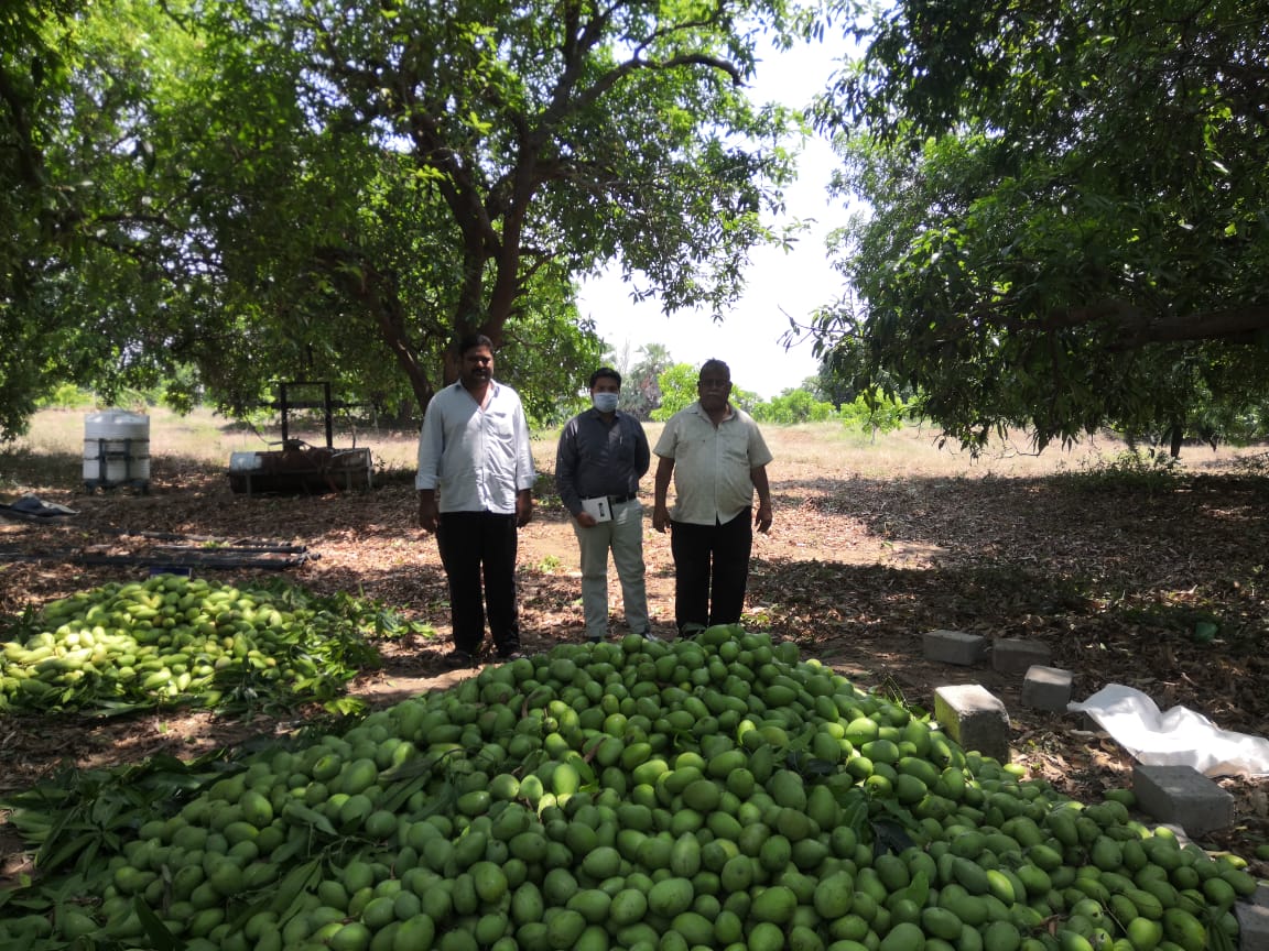 Soil mango crop for hail rain